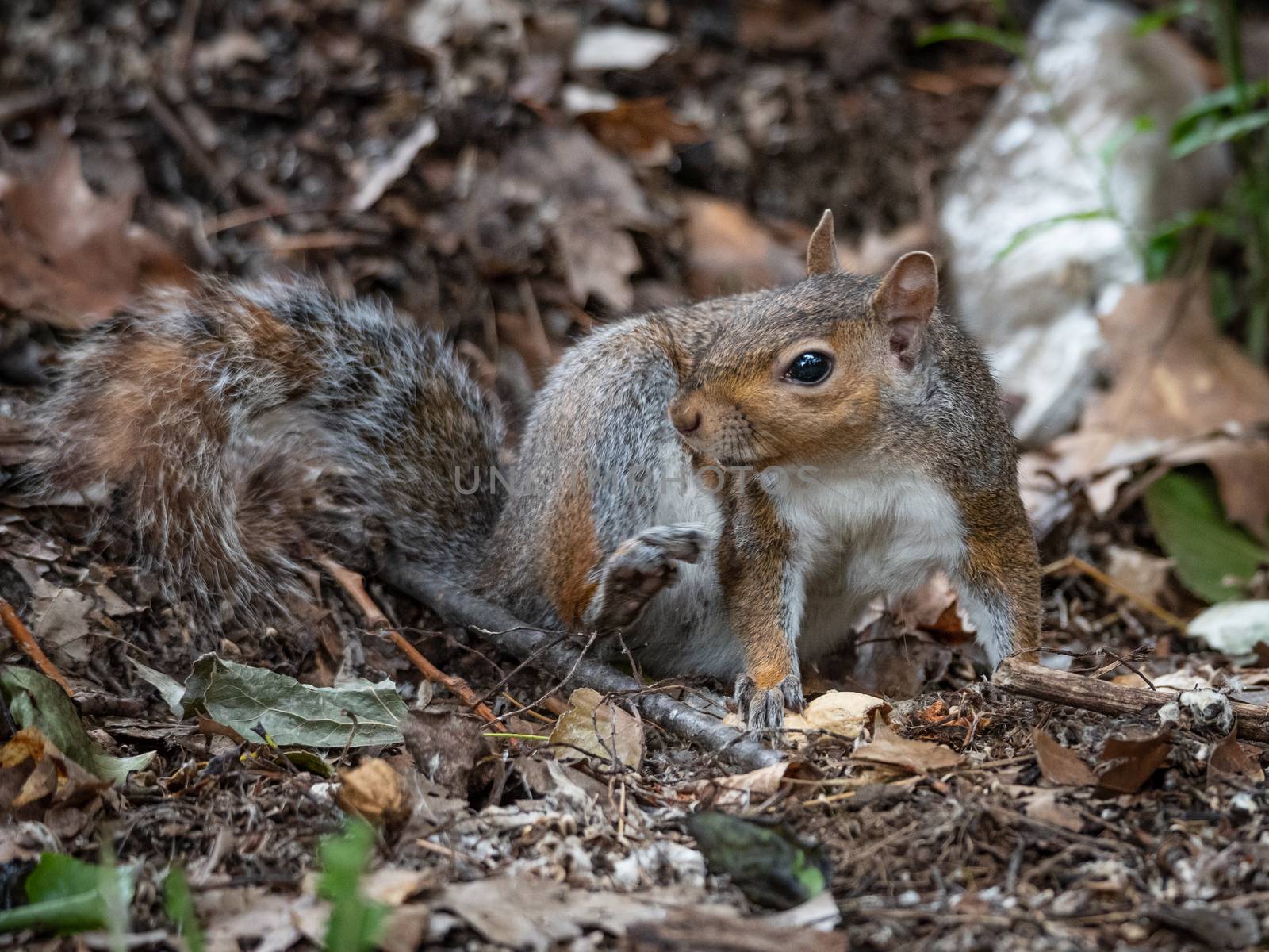 Free gray squirrel in a city park, small rodent