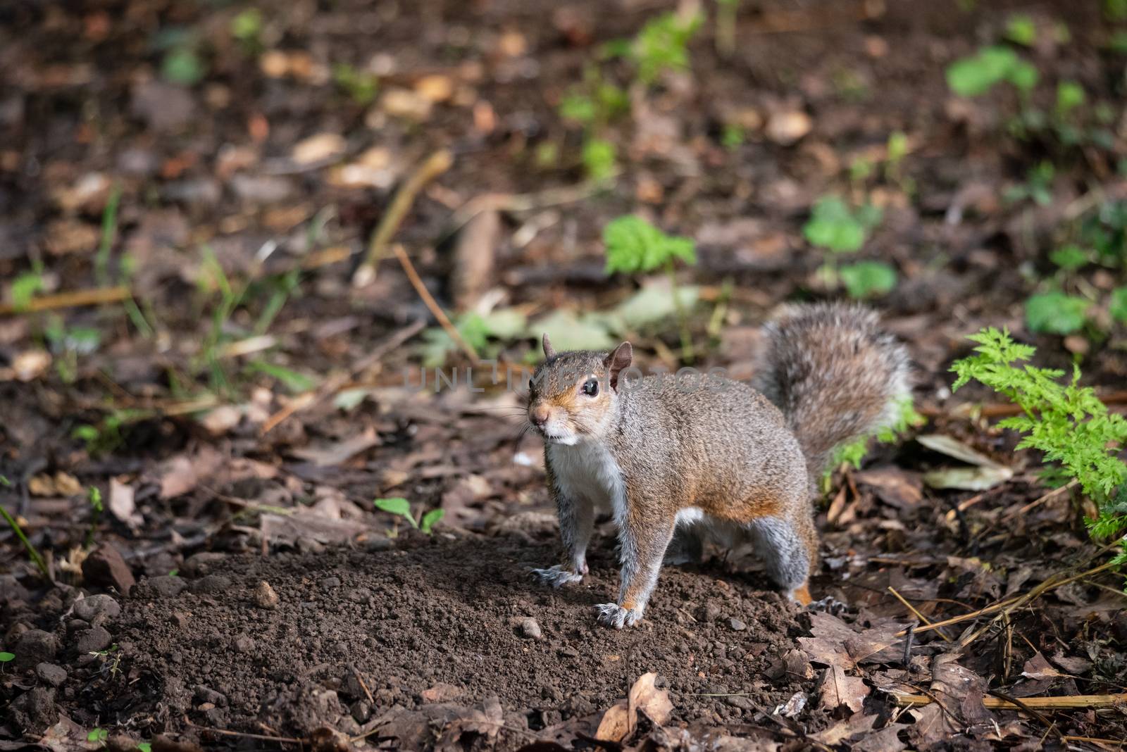 Free gray squirrel in an Italian forest, small rodent