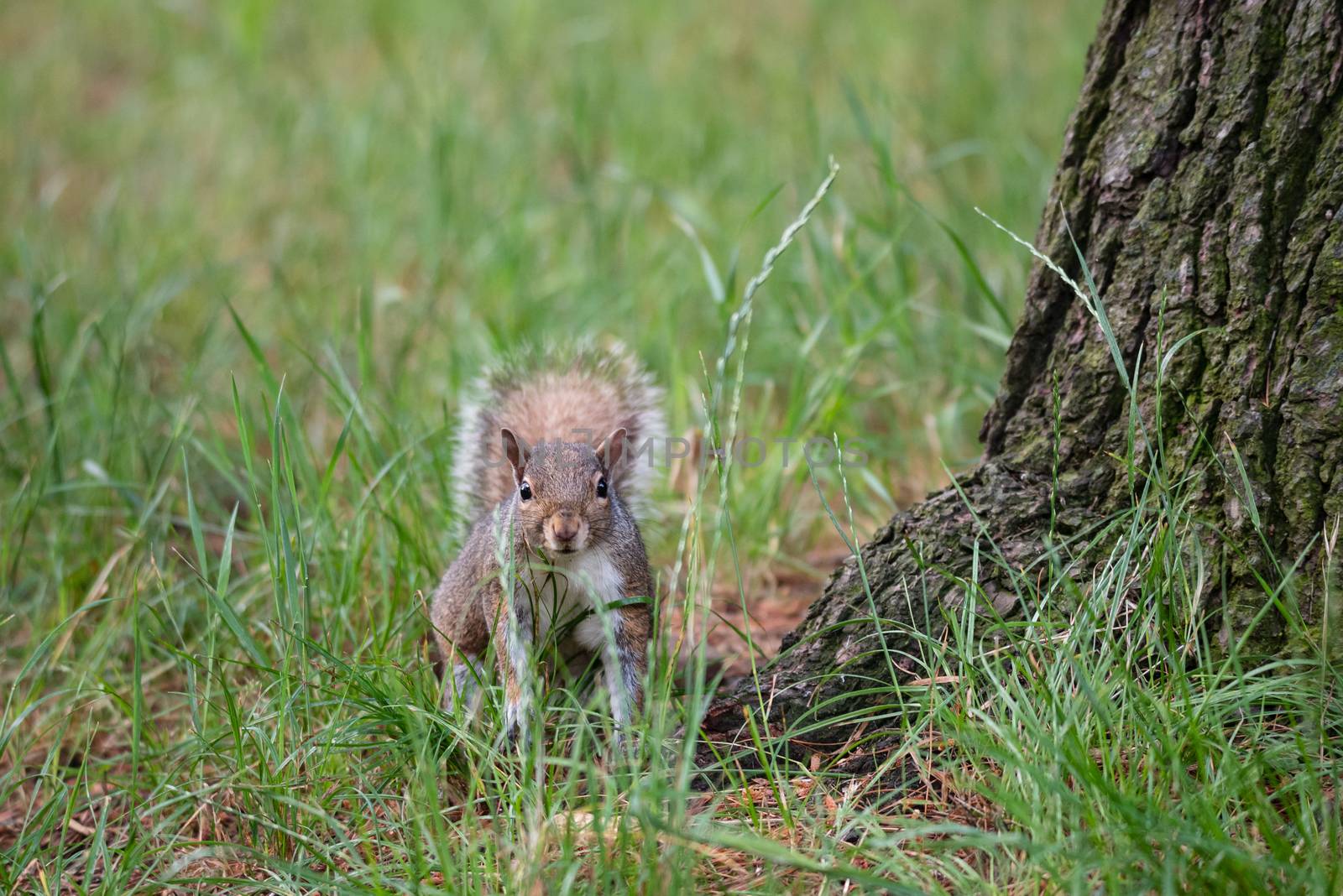 Gray squirrel at the foot of a tree in a wood