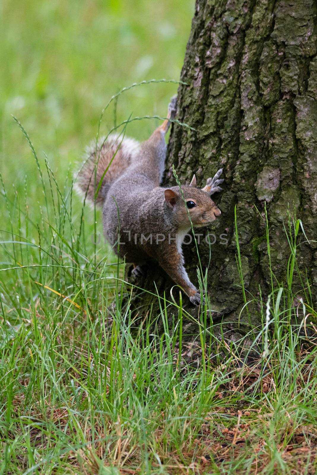 Gray squirrel at the foot of a tree in a wood