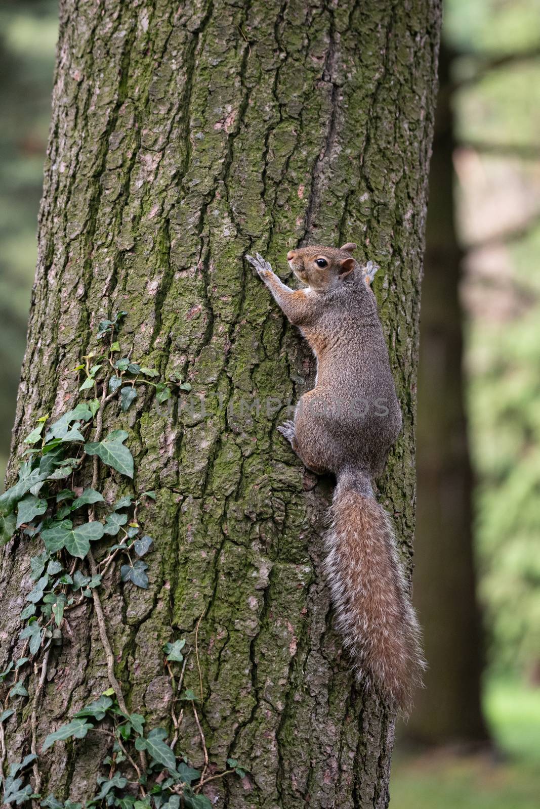 Gray squirrel clinging to a tree trunk in a park