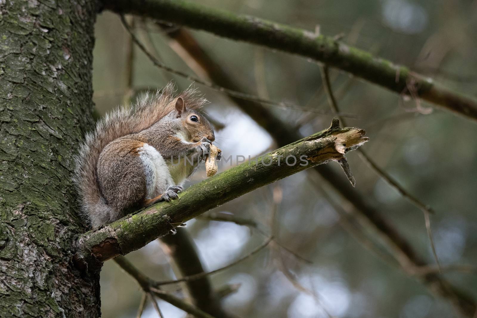 Gray squirrel eats a peanut perched on a tree branch in a park