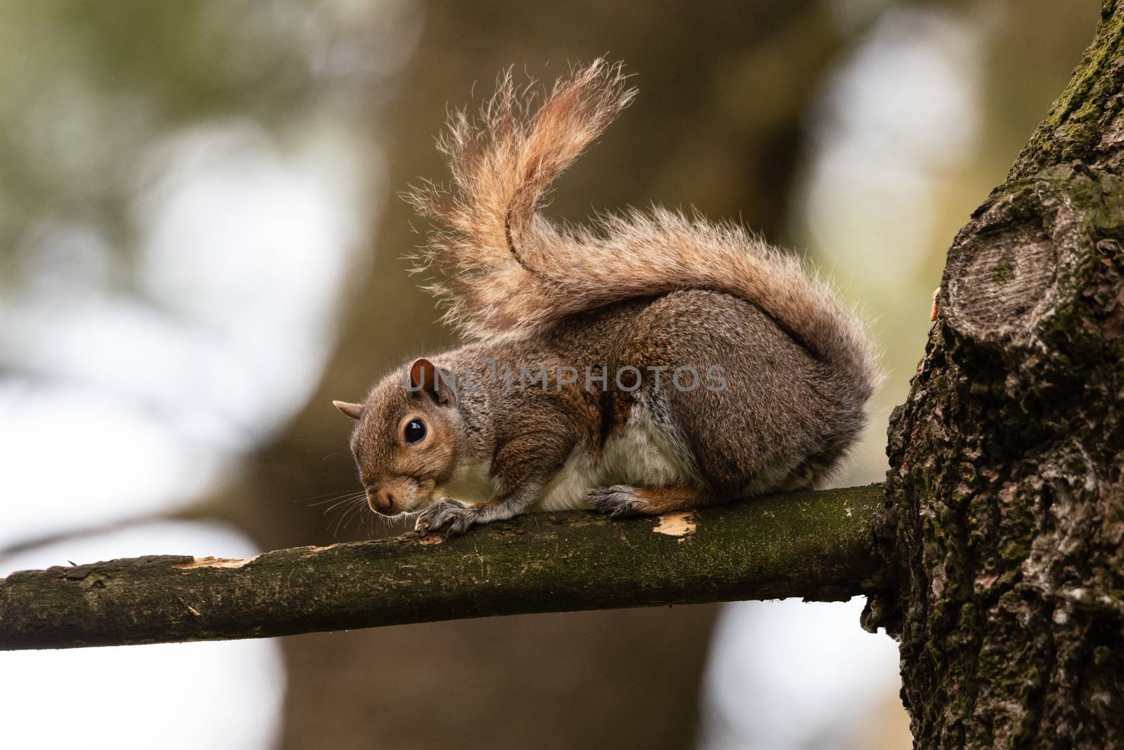 Gray squirrel on a tree branch by brambillasimone