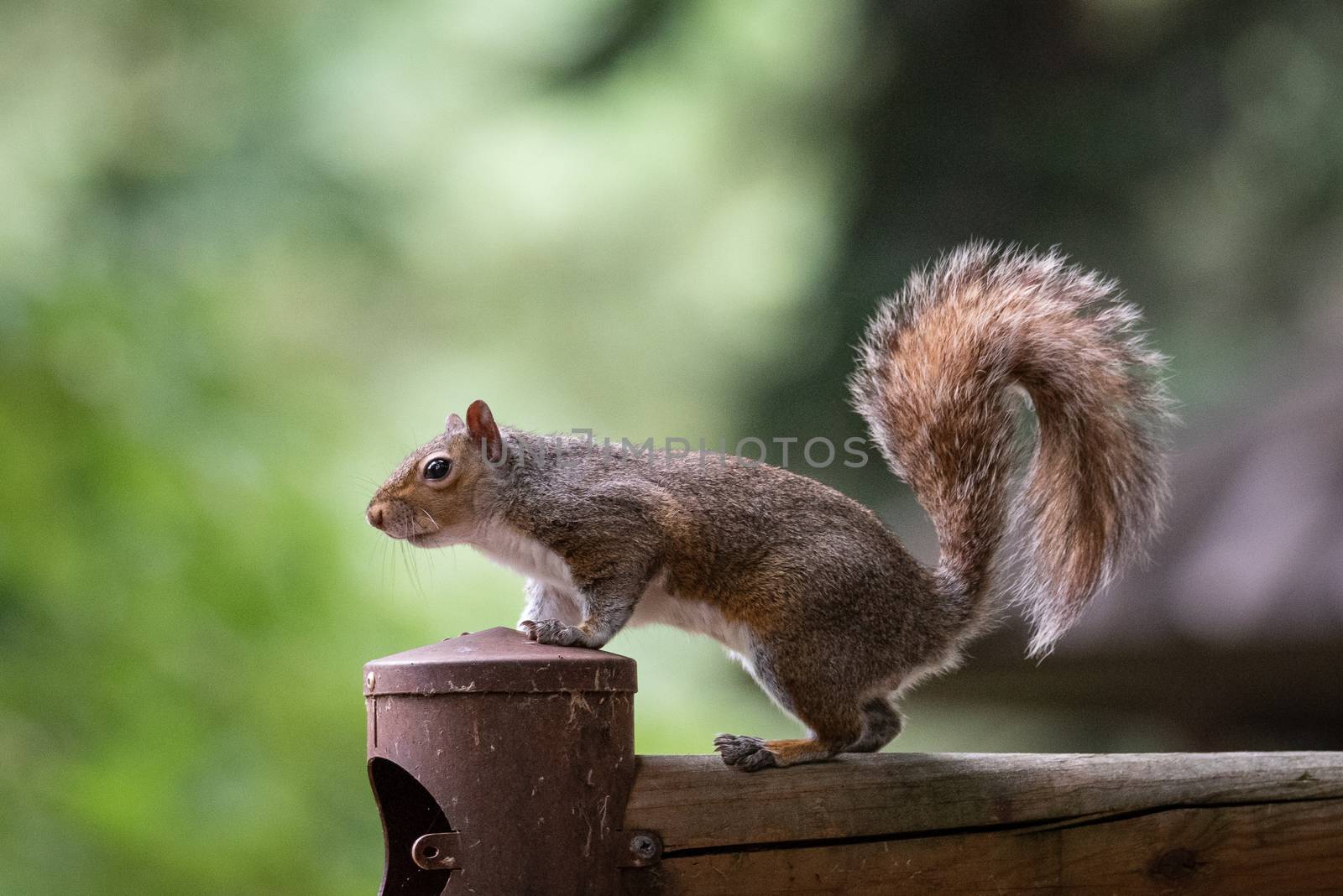 Free gray squirrel in a city park, small rodent