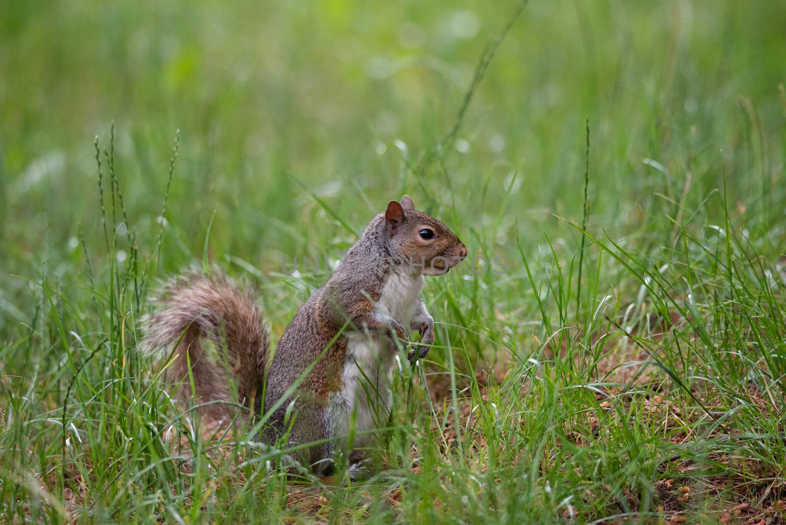 Free gray squirrel in an Italian forest, small rodent