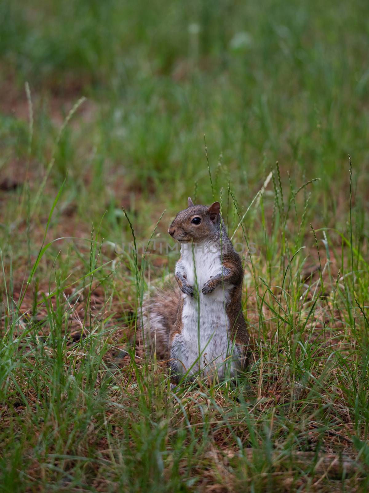 Free gray squirrel in an Italian forest, small rodent