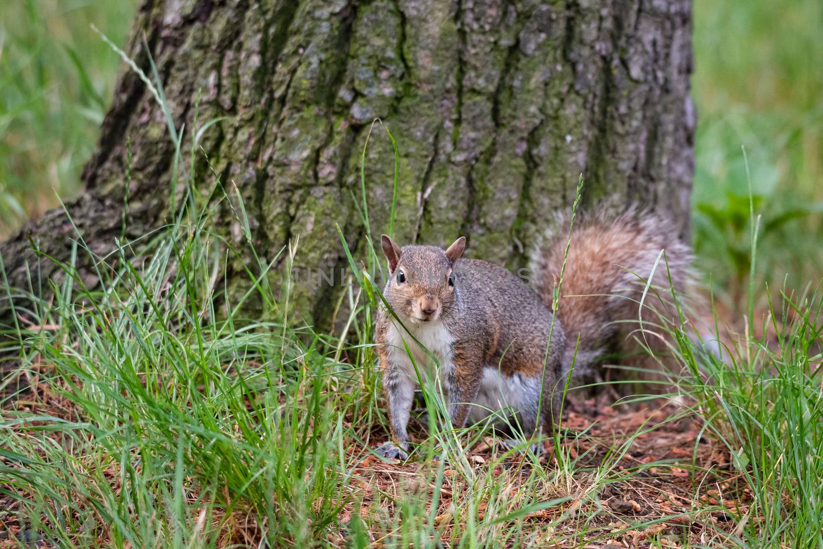 Gray squirrel at the foot of a tree by brambillasimone