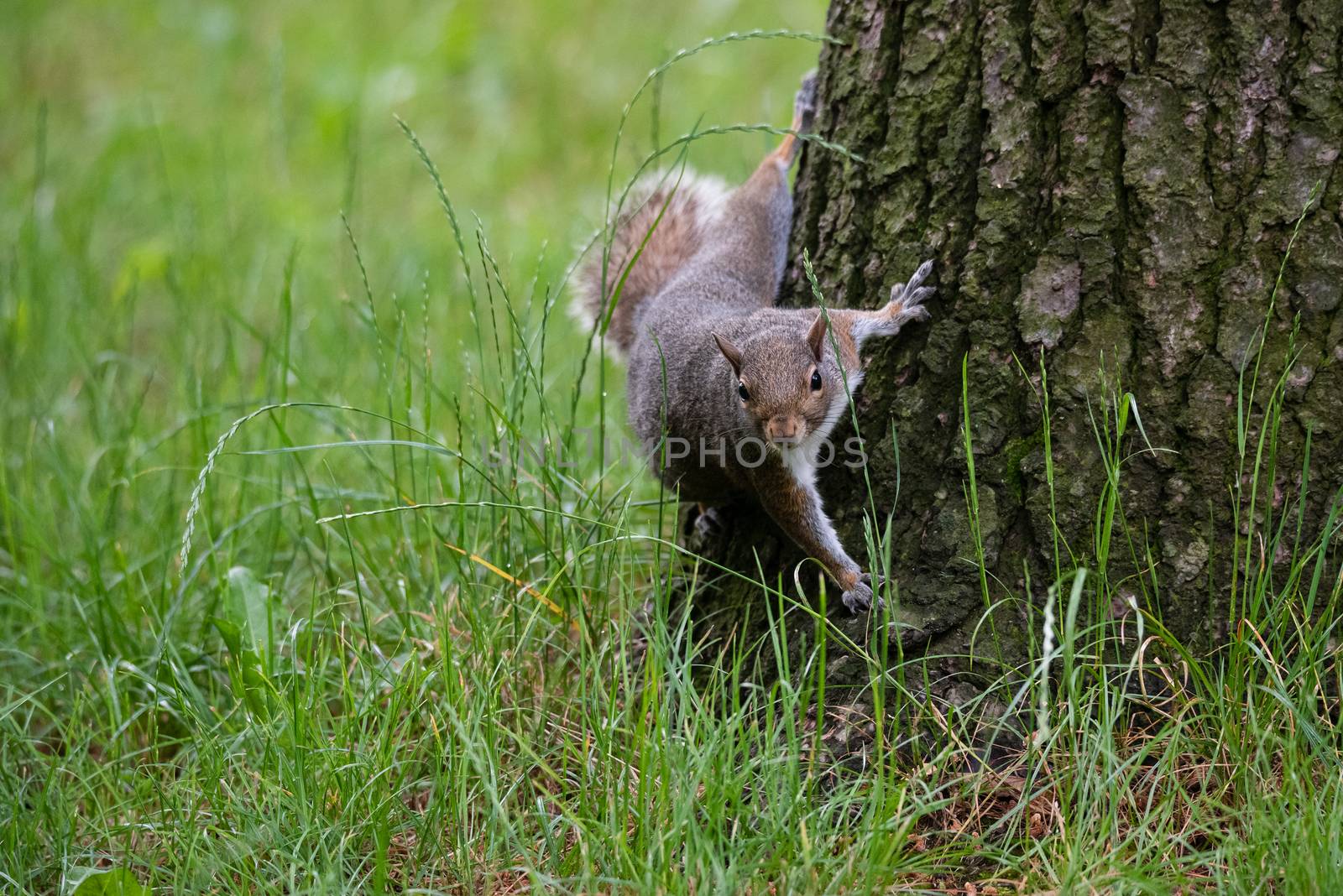 Gray squirrel at the foot of a tree in a wood