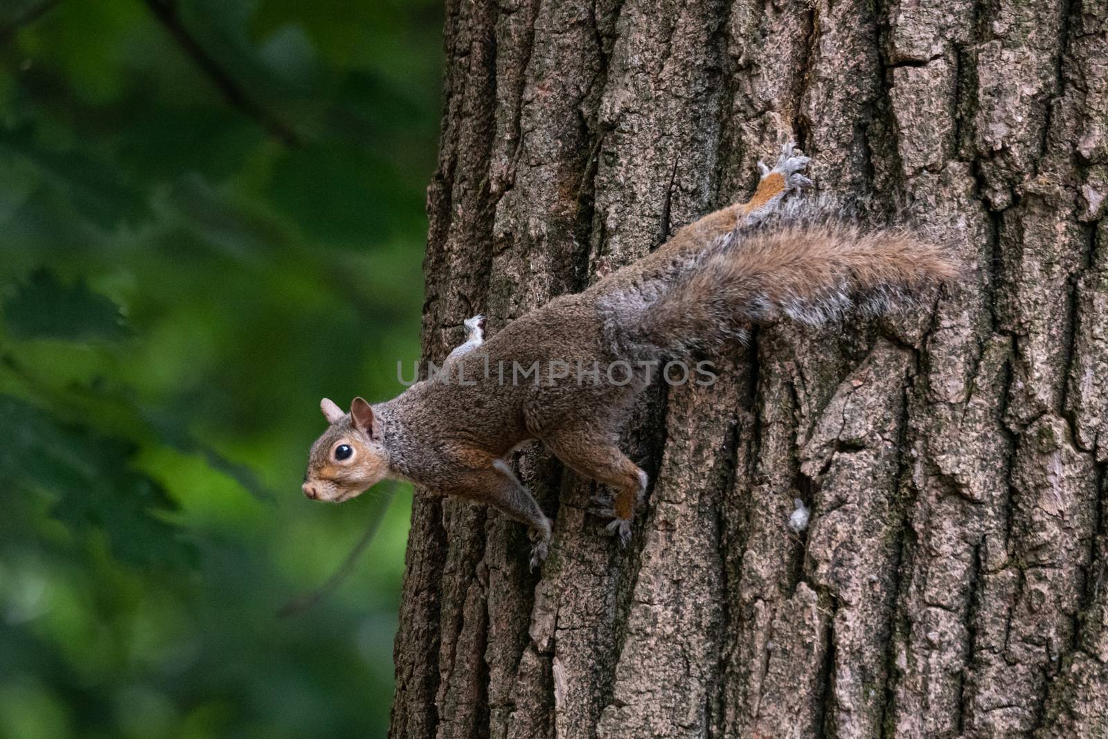 Gray squirrel clinging to a tree trunk in a park