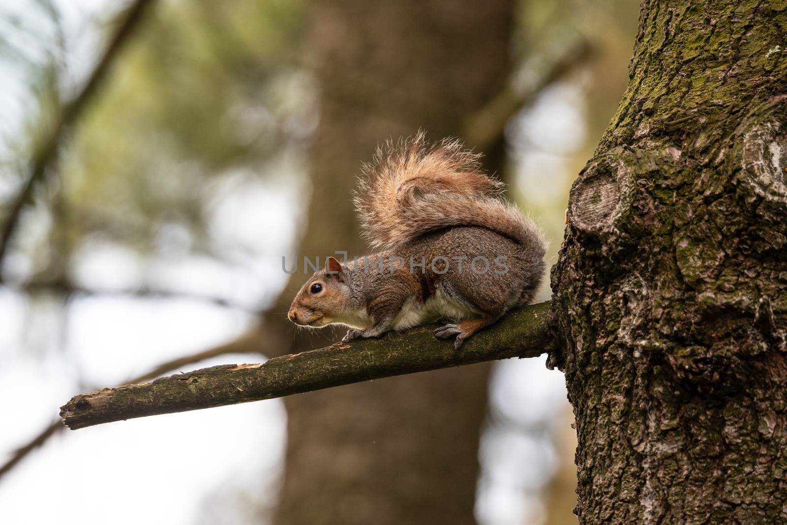 Gray squirrel on a tree branch in the woods