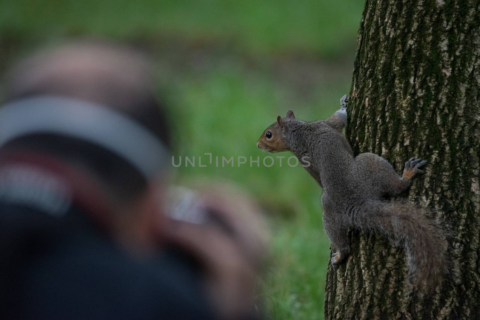 Gray squirrel photographed while climbing a tree trunk in a park