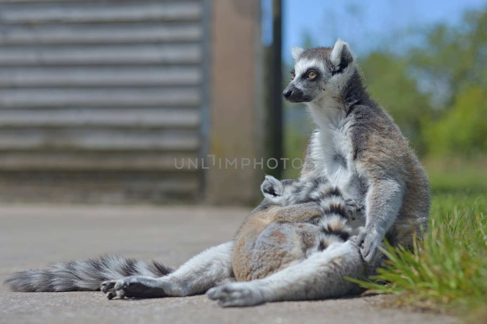 Two members of a lemur family, the mother and baby, relax out in the sun.