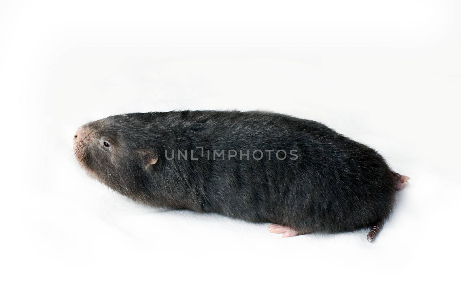 Mole, Asia Mole on white background