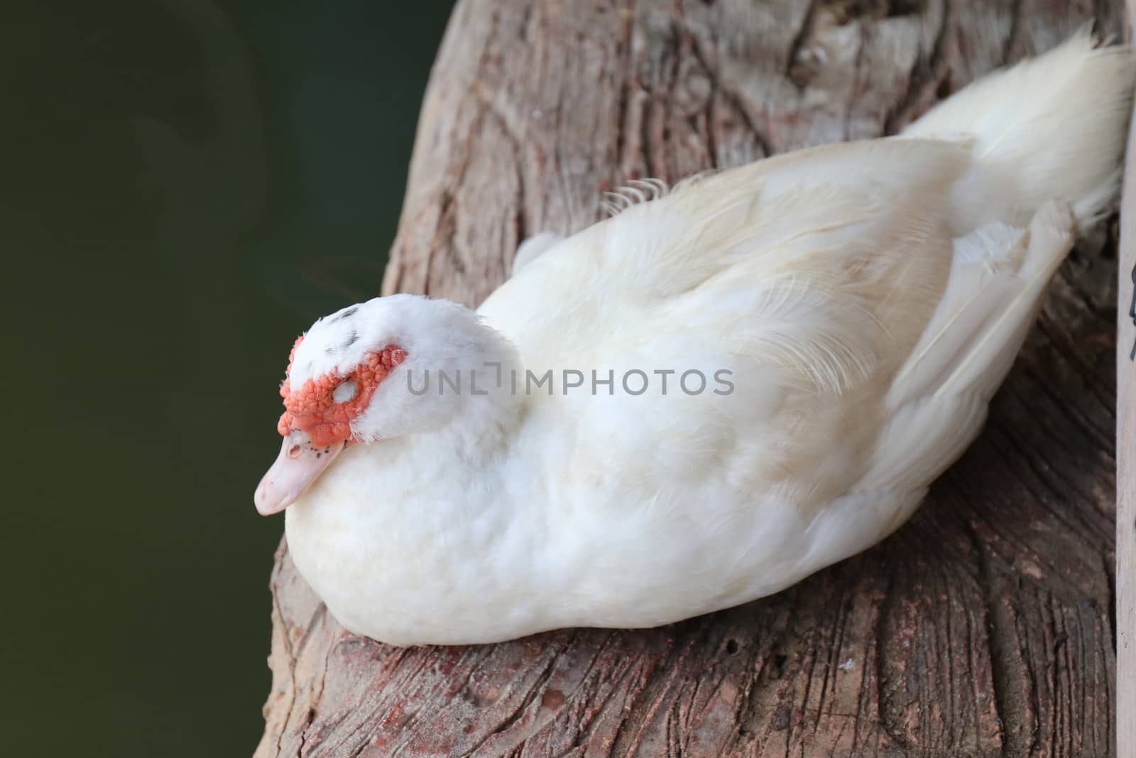 Duck, Mother duck with white on a wooden floor that is above the water surface