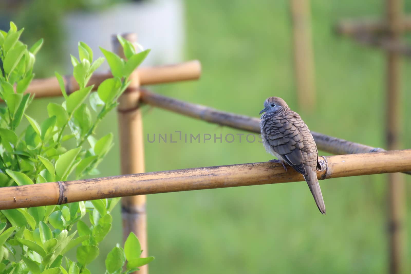 a dove bird perched on branch of wild tree in garden