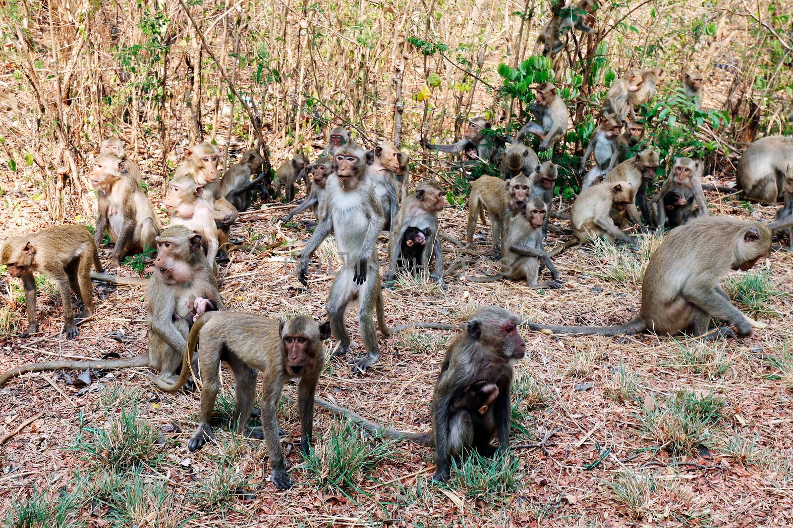 Monkey, Lots of monkeys panicked stampede Jumping and movement in the forest