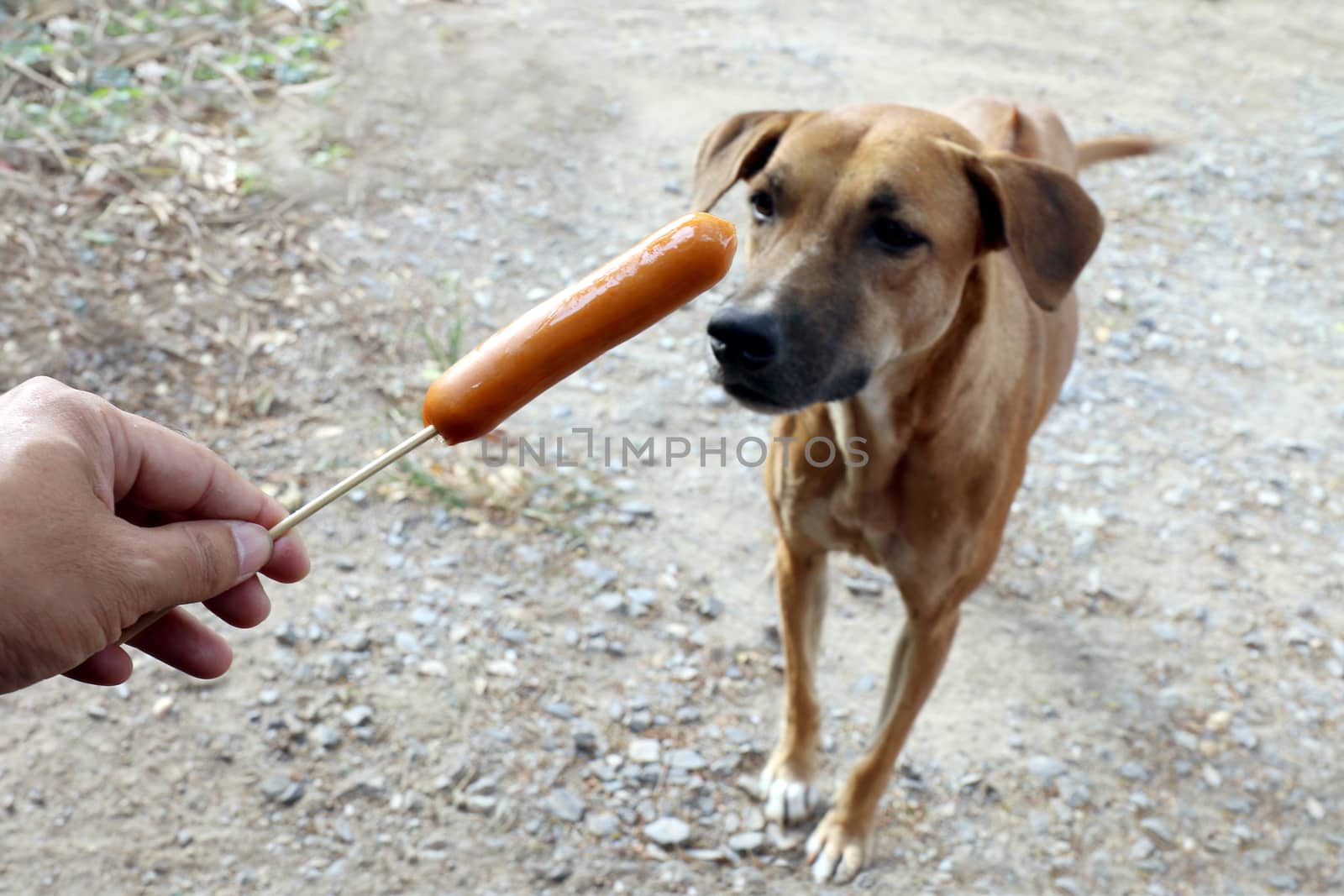 Dog and sausage, Sausage in hand and Dogs brown are hungry, Hungry dog (Selective focus) by cgdeaw