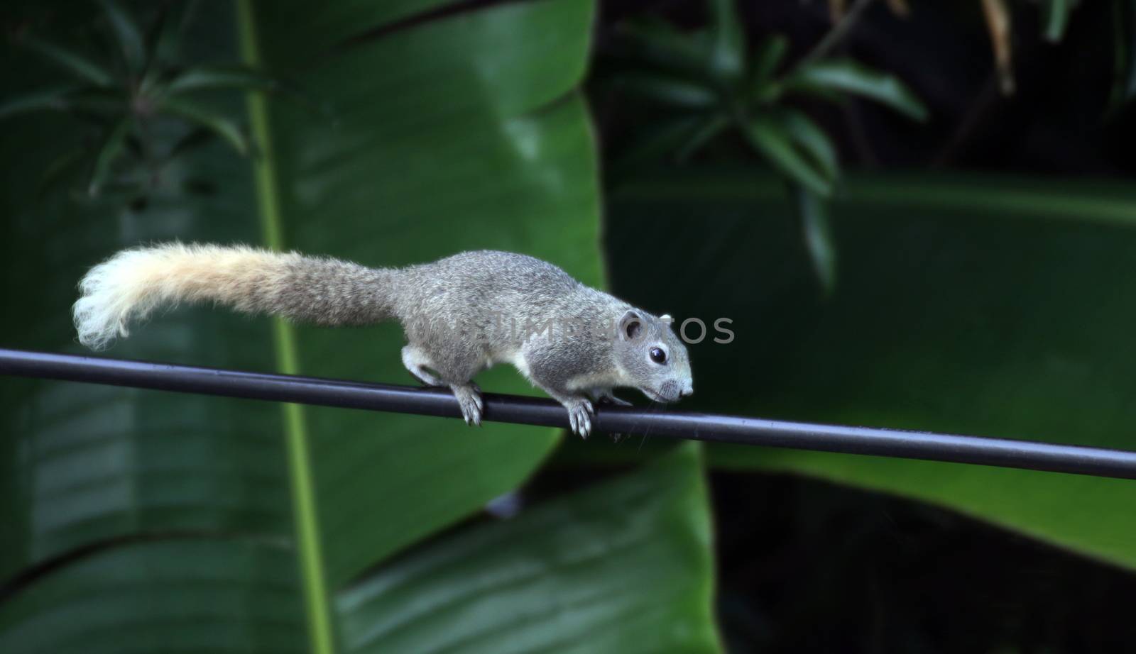 asia squirrel, chipmunk walk or run slow climb power lines in the morning by cgdeaw