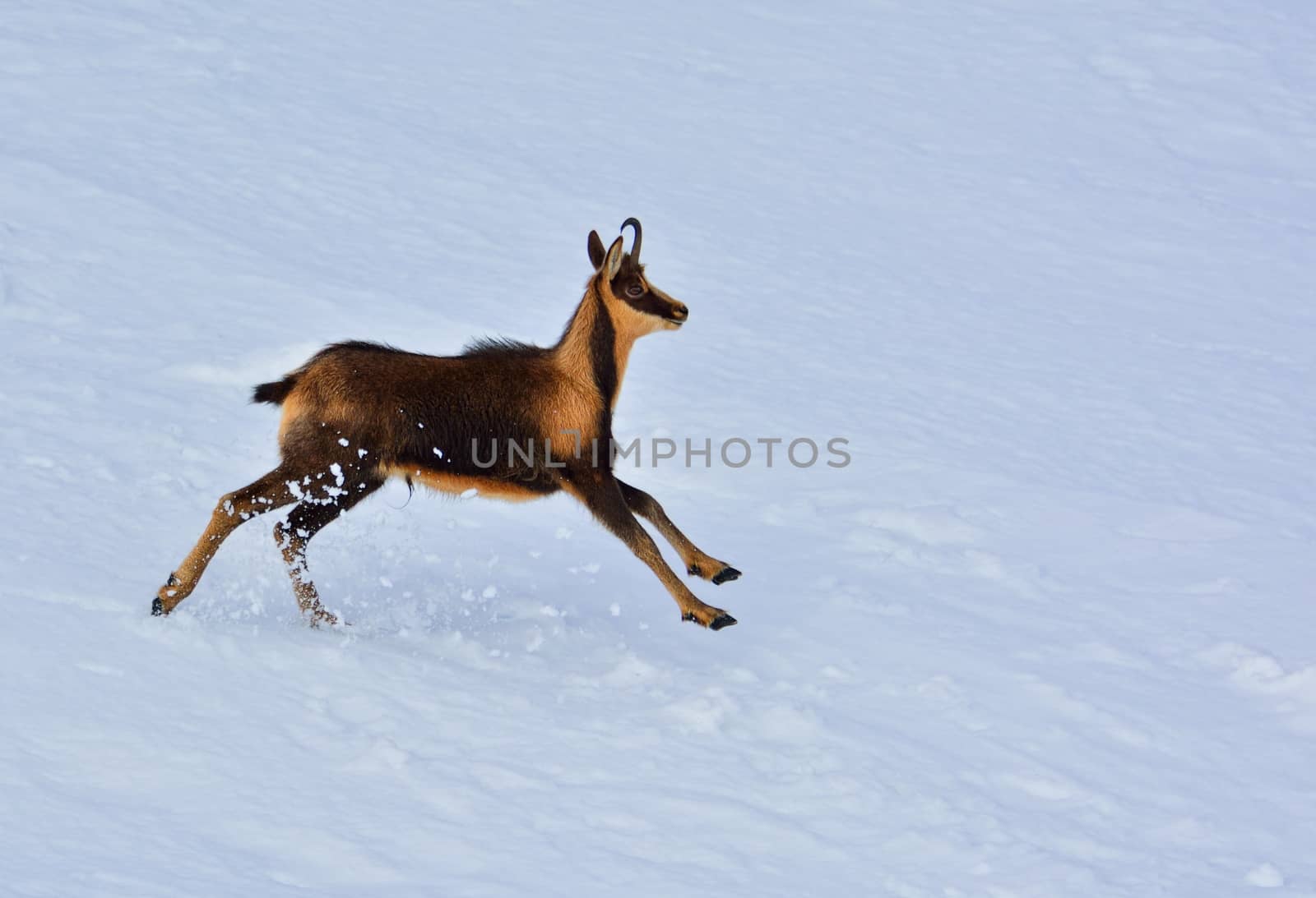 Chamois in the snow on the peaks of the National Park Picos de Europa in Spain. Rebeco,Rupicapra rupicapra.