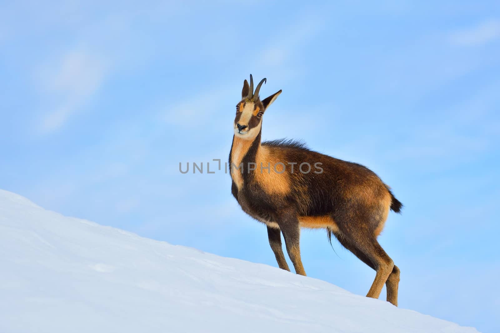 Chamois in the snow on the peaks of the National Park Picos de Europa in Spain. Rebeco,Rupicapra rupicapra.