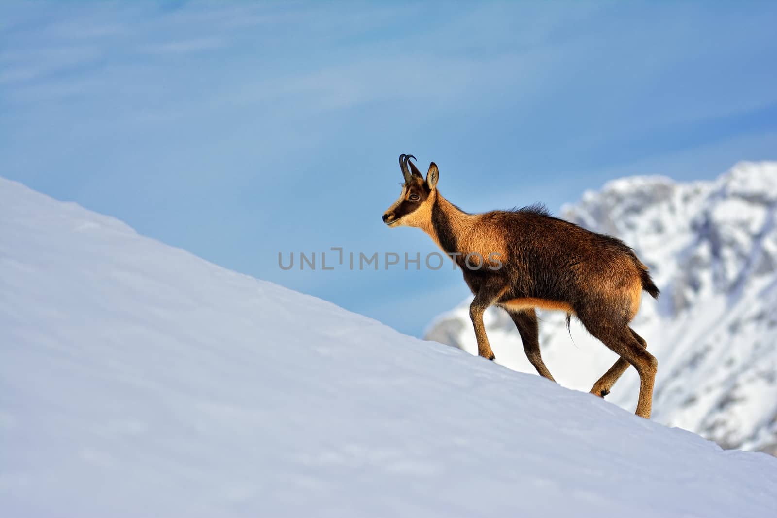 Chamois in the snow on the peaks of the National Park Picos de Europa in Spain. Rebeco,Rupicapra rupicapra.