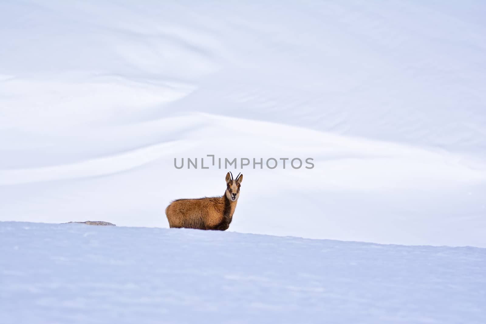 Chamois in the snow on the peaks of the National Park Picos de Europa in Spain. by CreativePhotoSpain