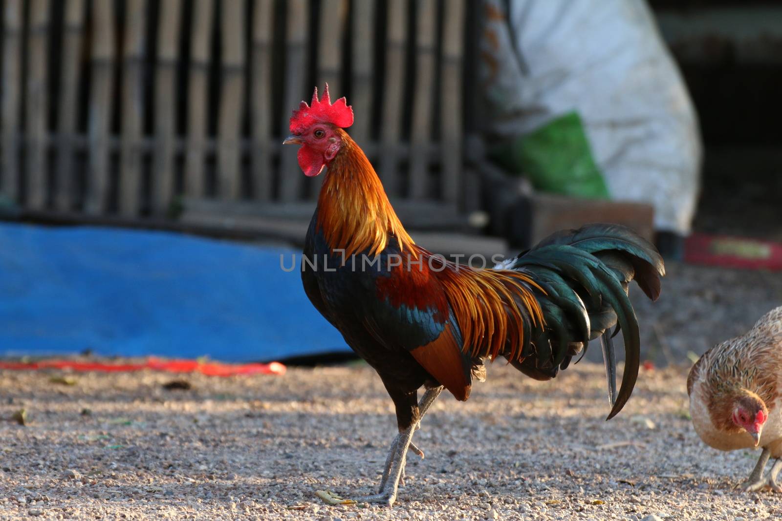 Rooster, Cock, Rooster Asia, Fighting cock, Gamecock in the countryside by cgdeaw