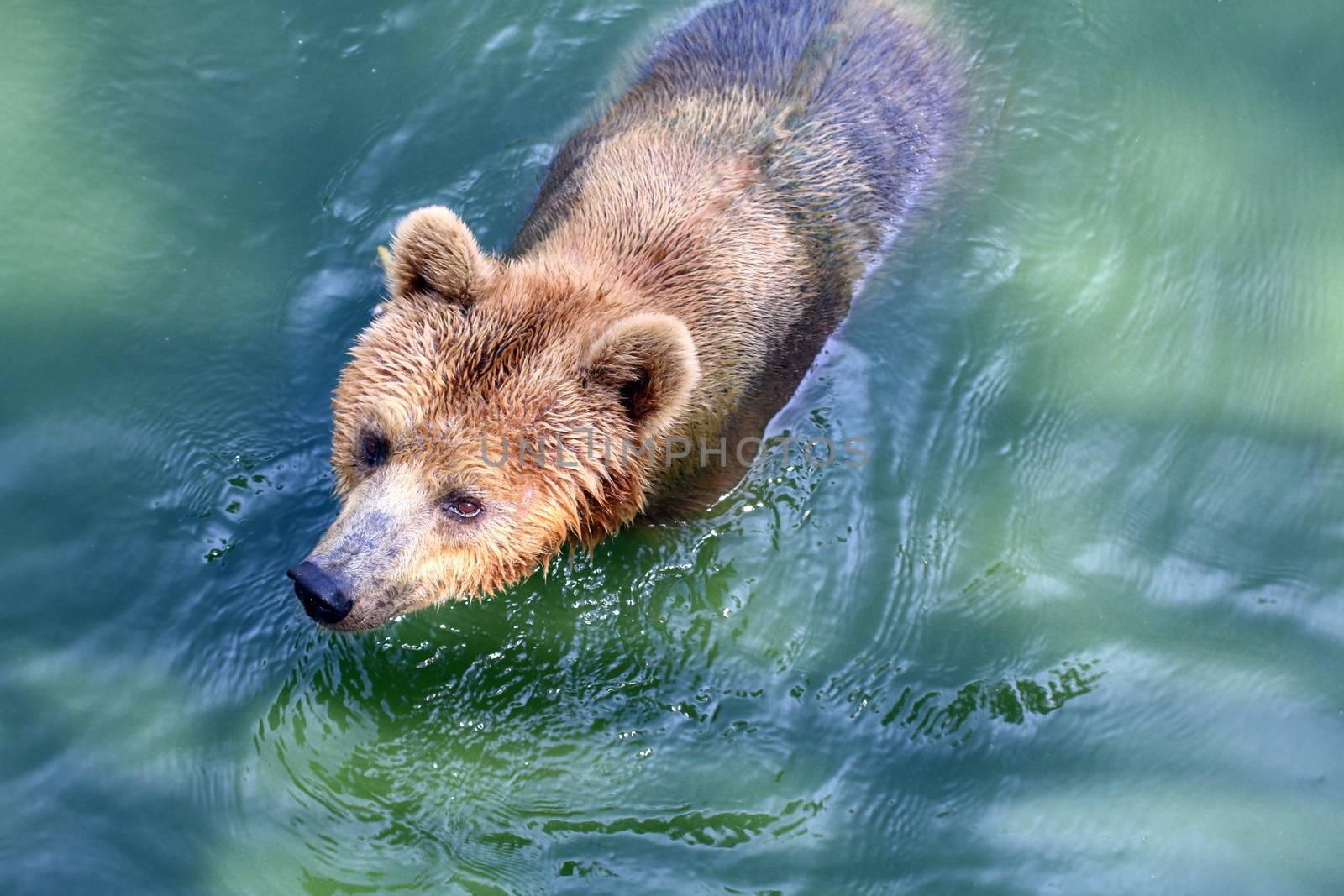 Bear, Grizzly bear in water
