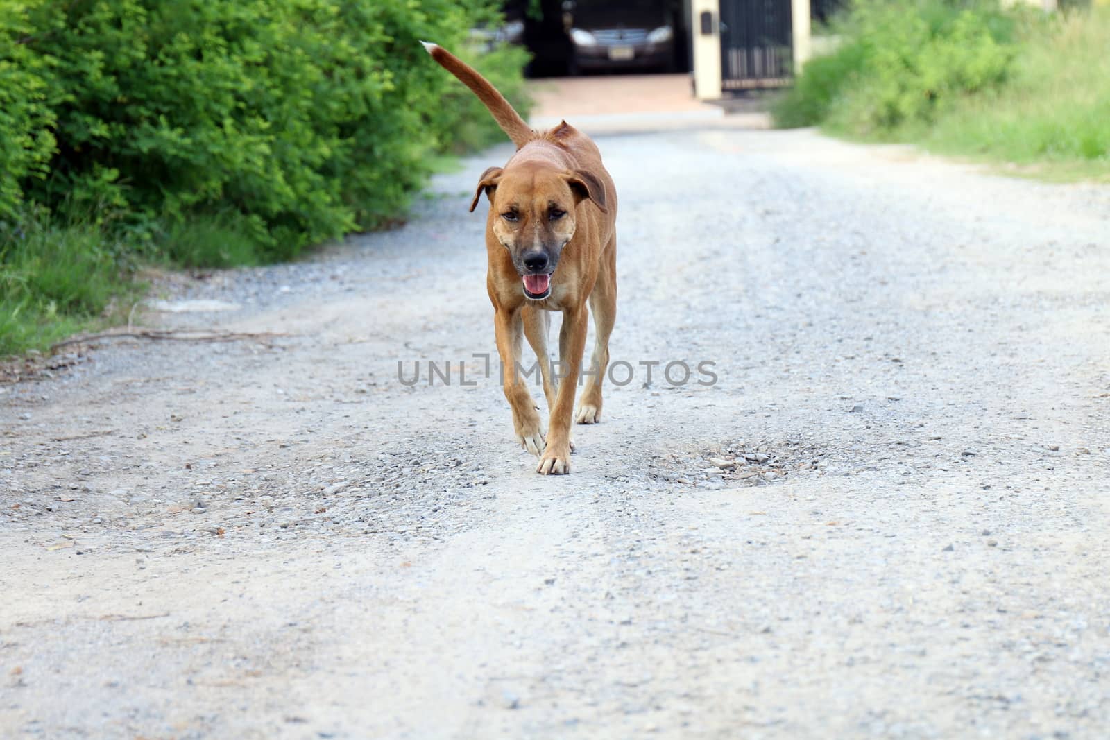 Dog, Brown dog good mood Walking in front and smiling dog by cgdeaw
