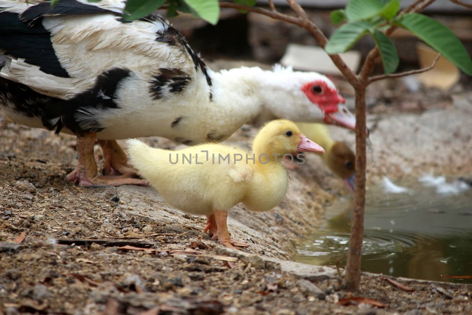 duck, baby duck happy in countryside style