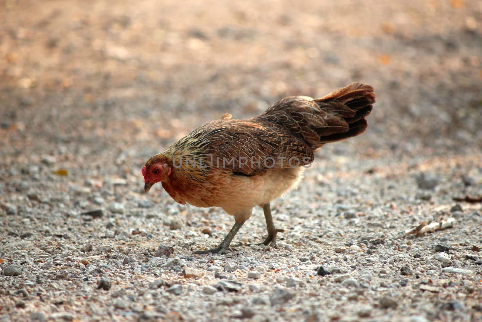 chicken countryside fighting cock rooster