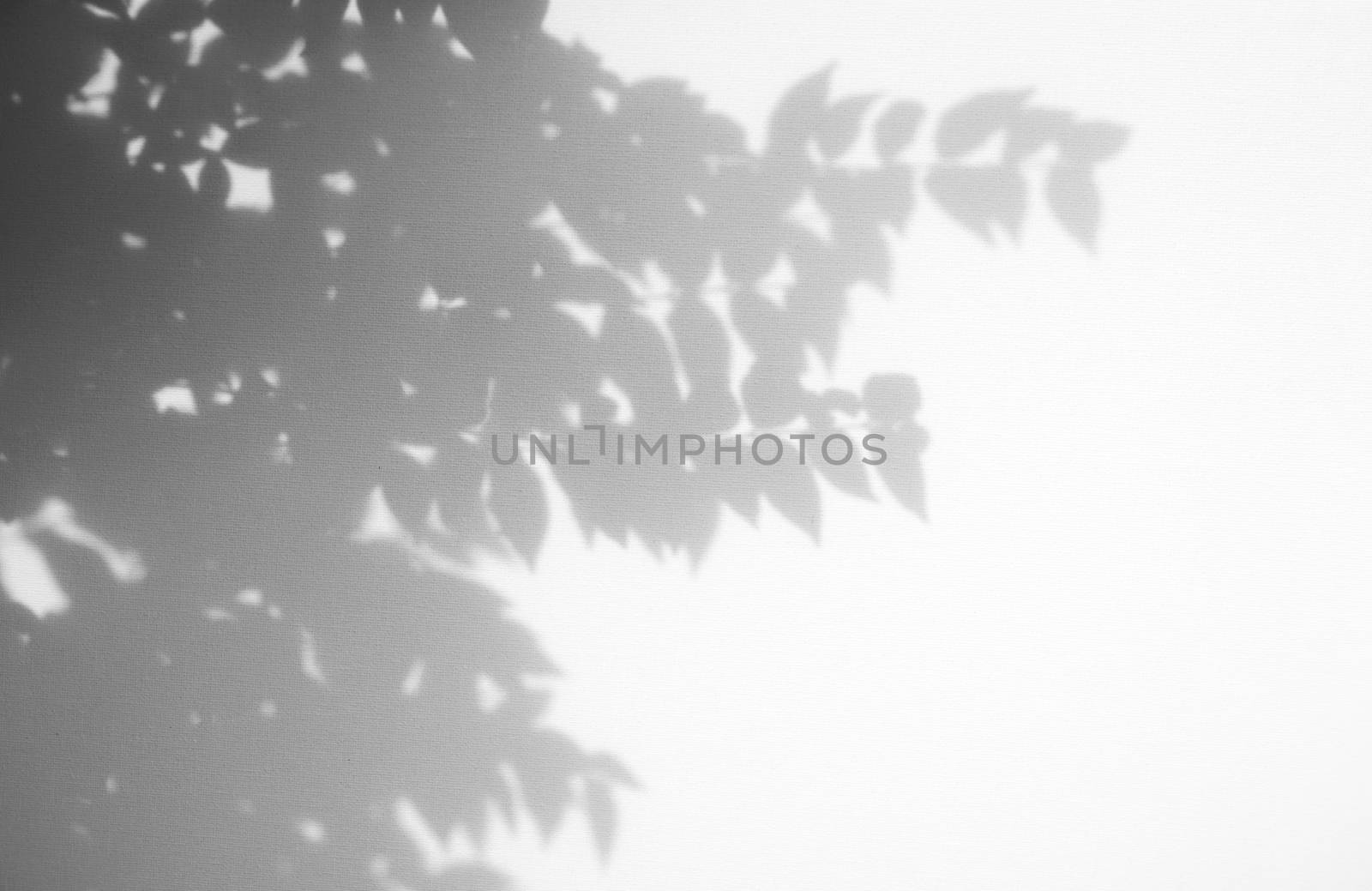 Leaves natural shadow overlay on white texture background, for o by nuchylee