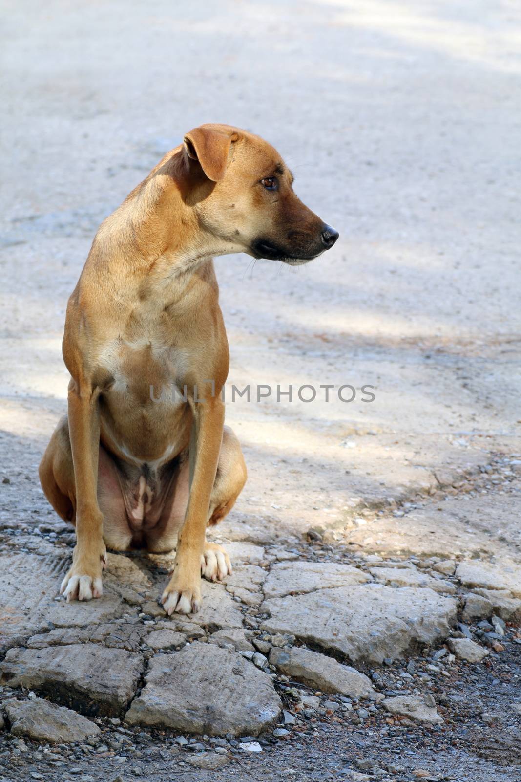 Dog, Brown Dog Healthy good  sitting lonely, Thai Ridgeback dog brown asian by cgdeaw