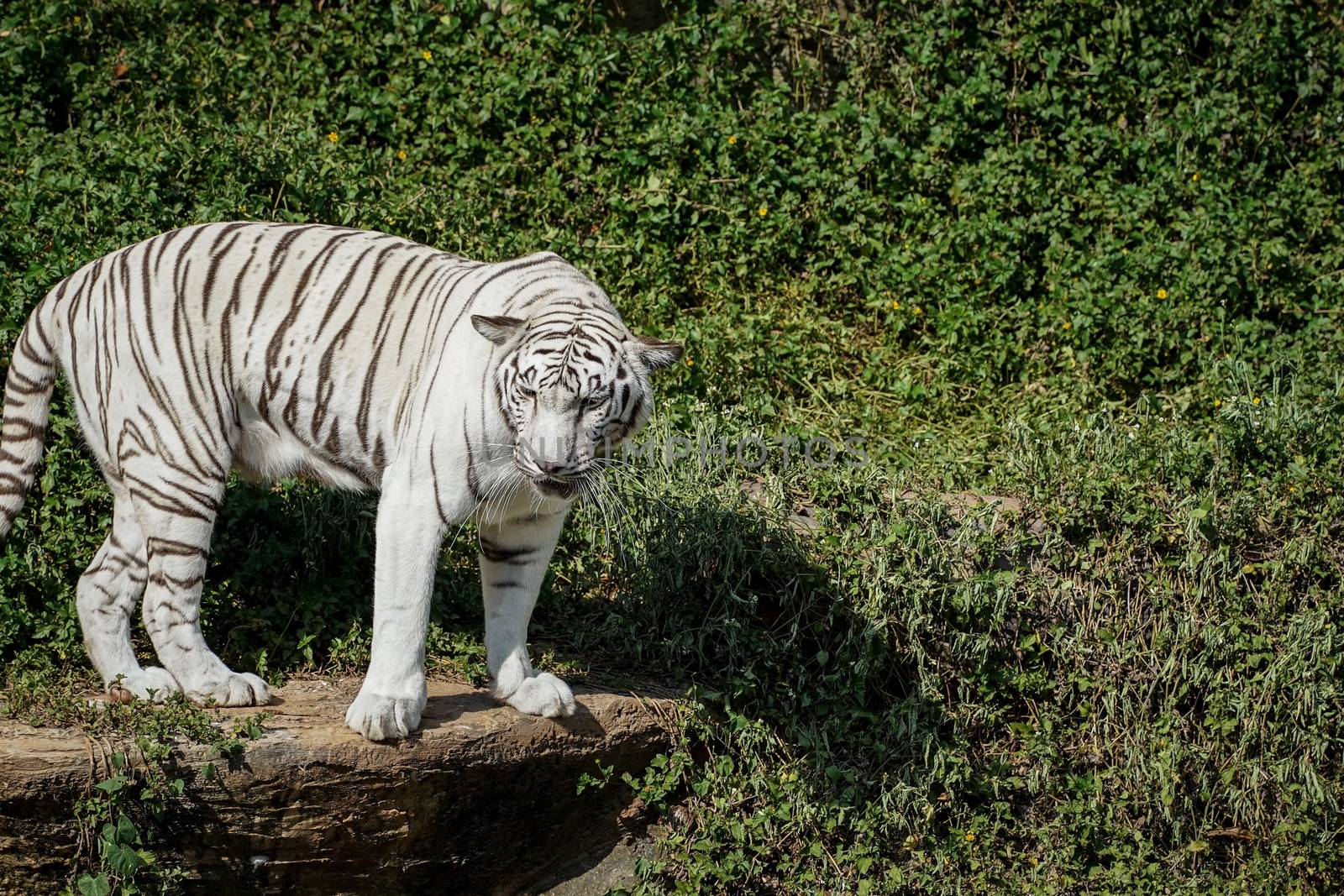 White tiger standing on the edge of rock in the natural zoo 