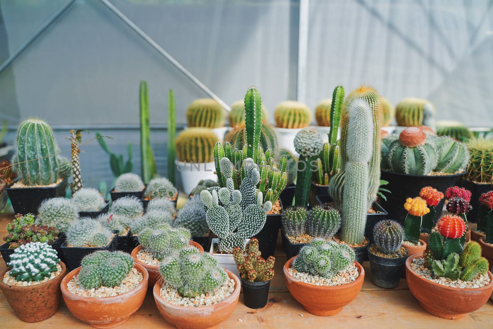 Many of various cactus plants on the pot at agriculture greenhouse garden