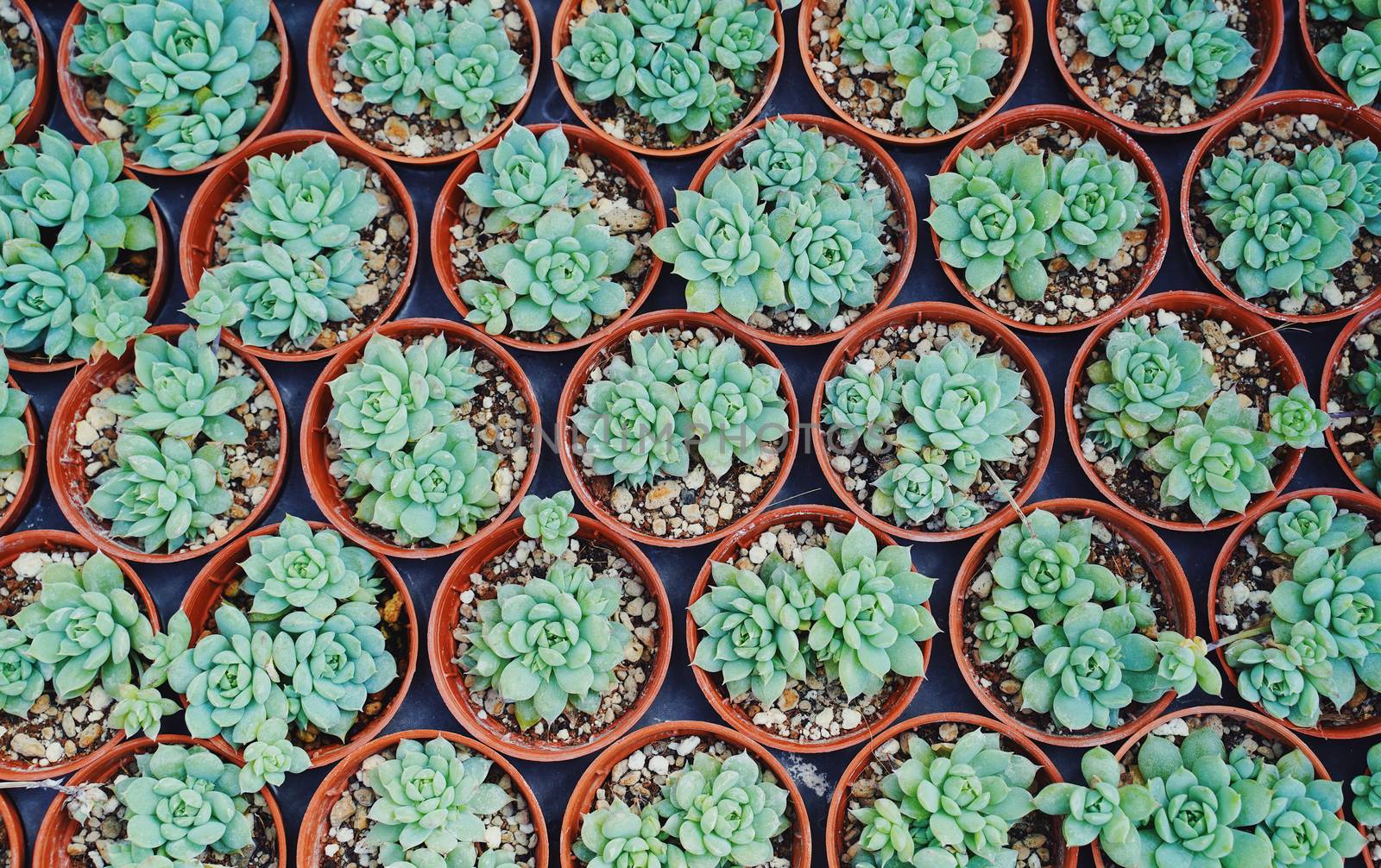 Top view of small cactus plant preparing for sale in the market by nuchylee
