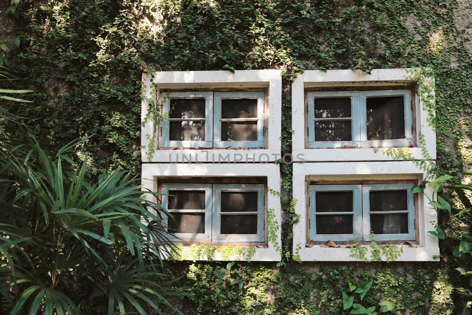 Green ivy wall plant on the old building with windows, spring su by nuchylee