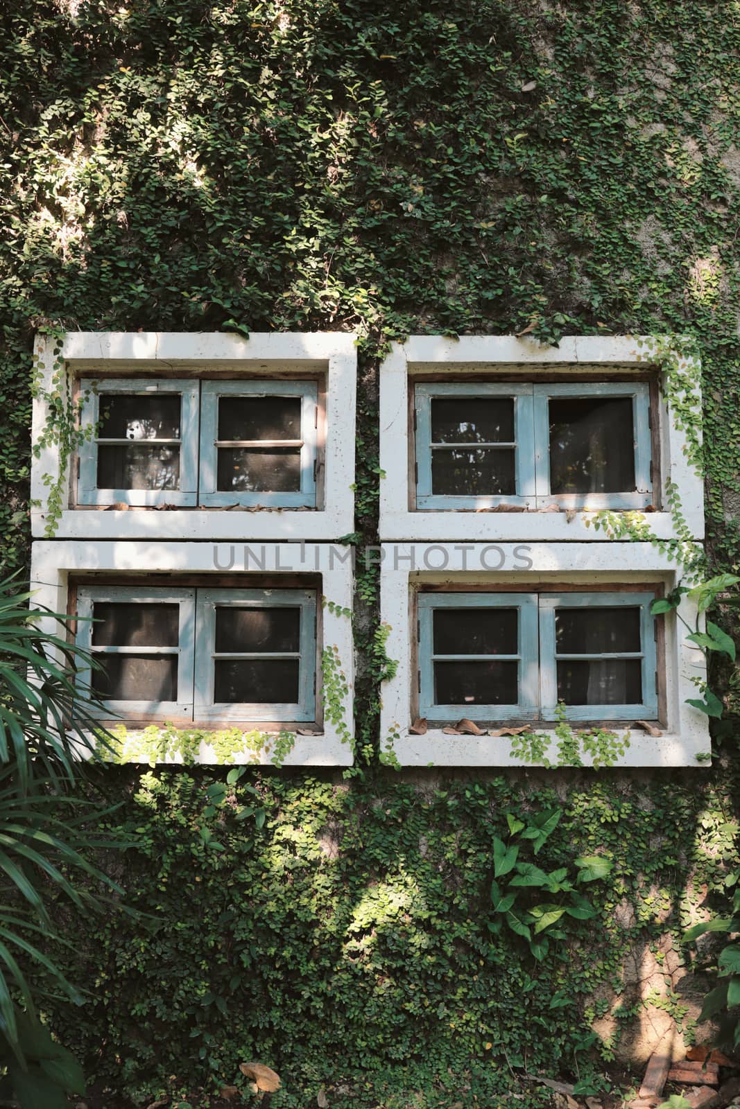 Green ivy wall plant on the old building with windows, spring summer background 