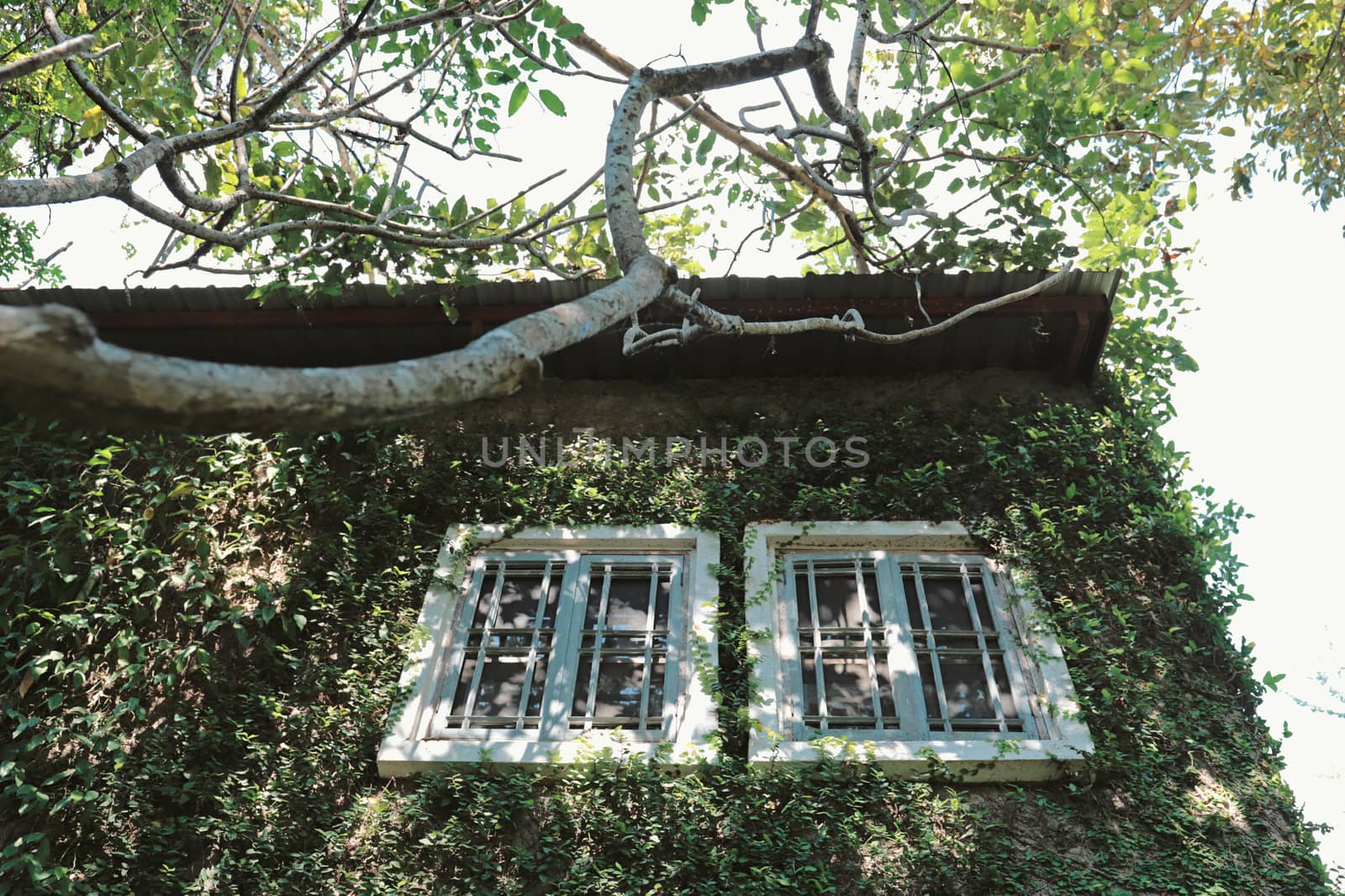 Green ivy wall plant on the old building with windows, spring su by nuchylee
