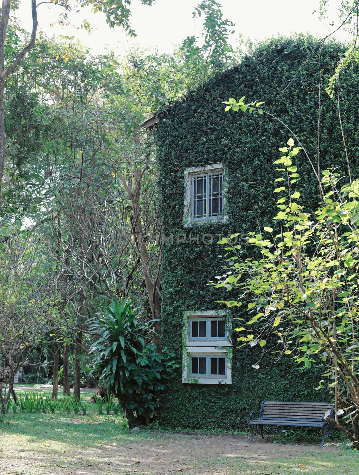 Old building house covered with green ivy plant, spring and natural concept 
