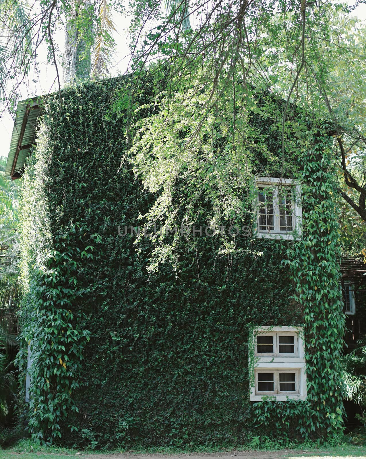 Old building house covered with green ivy plant, spring and natural concept 