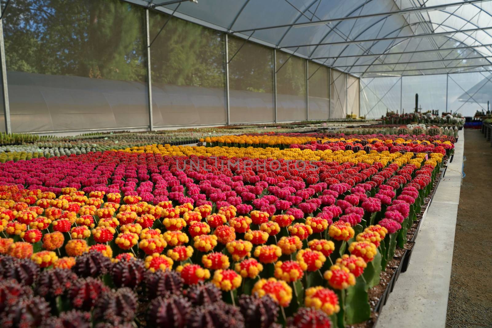 Many of various cactus plants on the pot at agriculture greenhouse garden