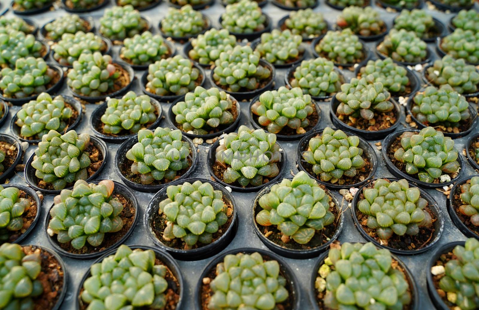 Top view of small cactus plant preparing for sale in the market by nuchylee