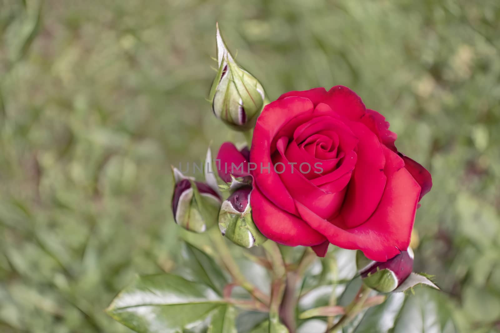 red rose and buds with green leaves in nature