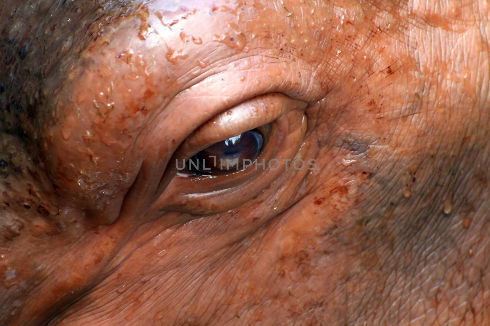 Hippopotamus, Eyes hippo Hippopotamus close up