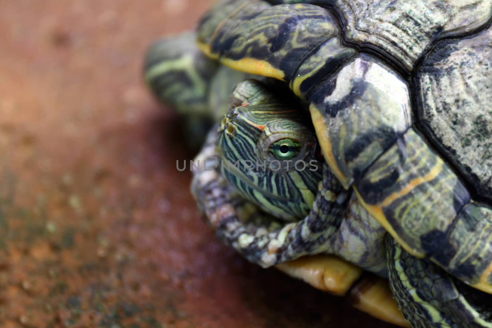 Turtle, Head turtle close up, Turtle contract in the shell (Selective focus) by cgdeaw