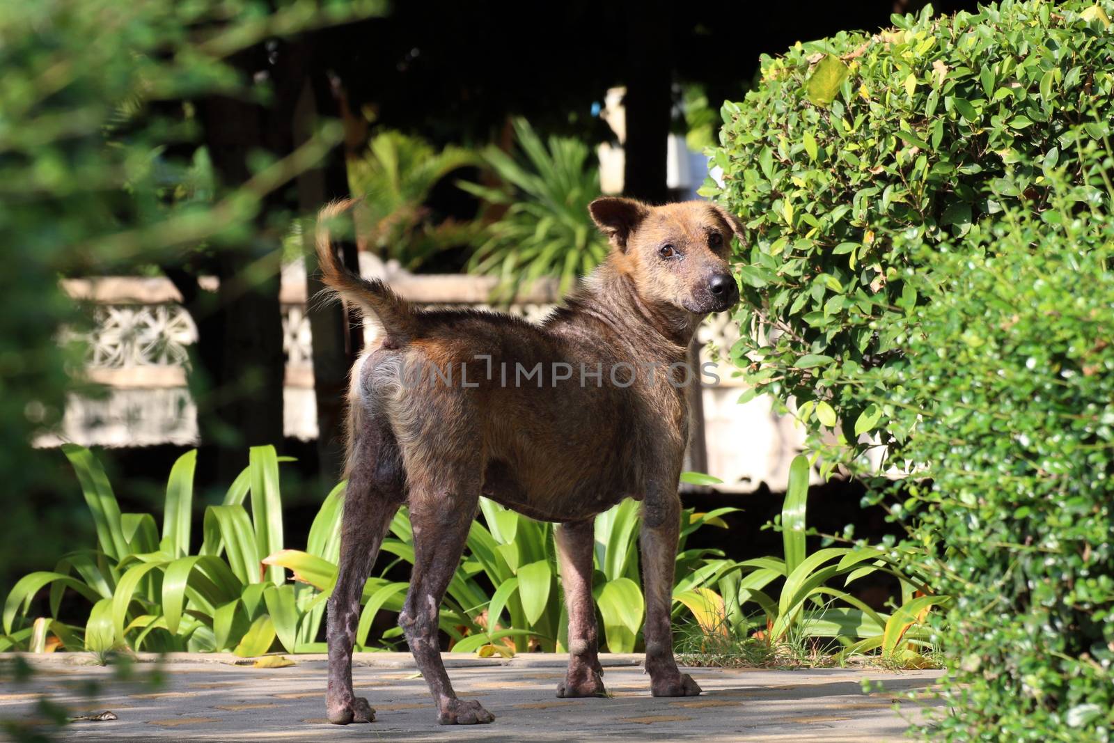 Dog, Dogs Dermatitis, Stray dogs, Dog looking