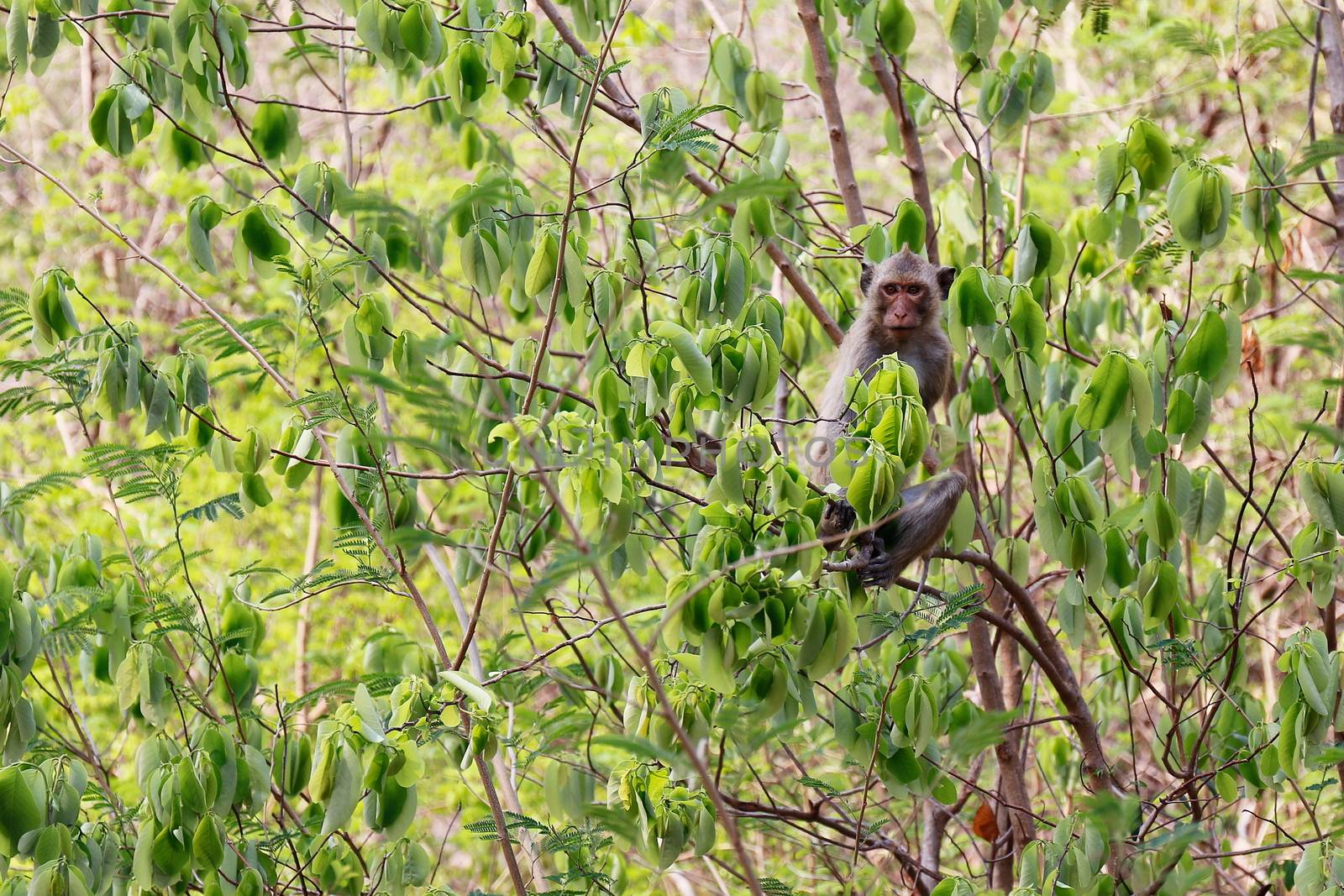 Monkey, Monkey Island on trees in wild tropical rain forests