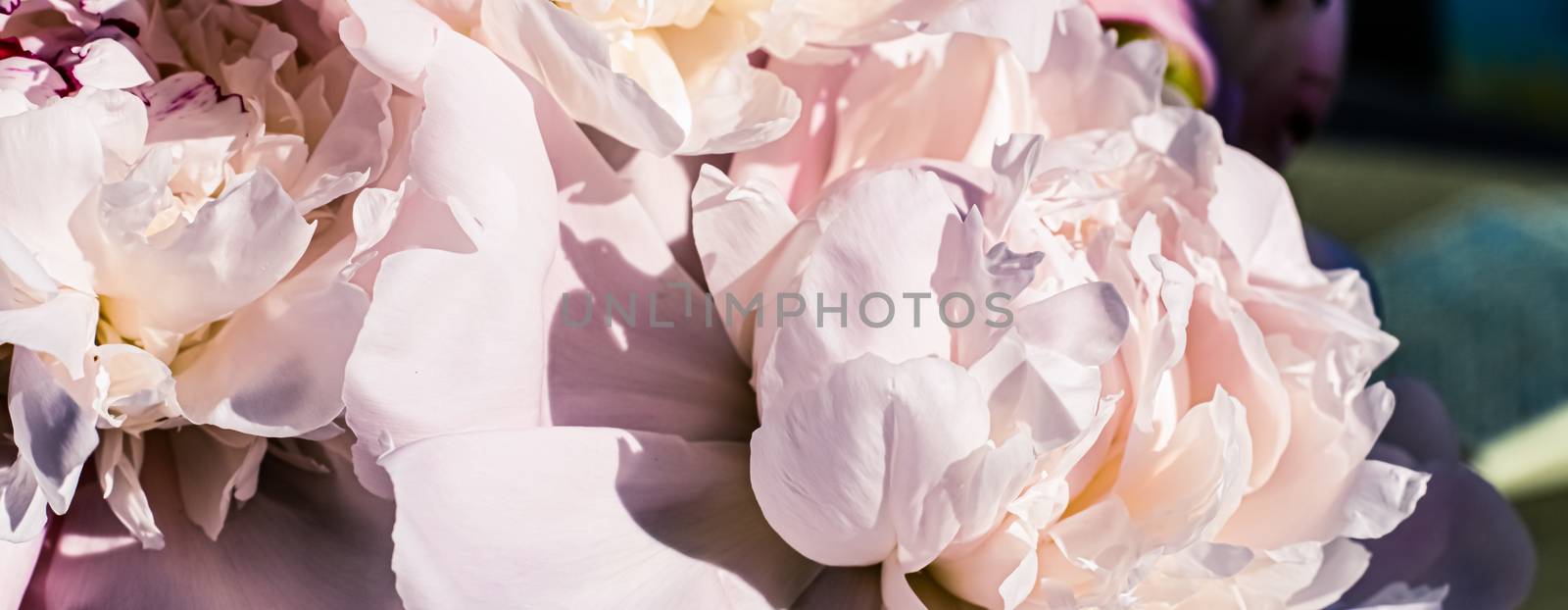 Peony flowers as luxury floral art background, wedding decor and event branding design