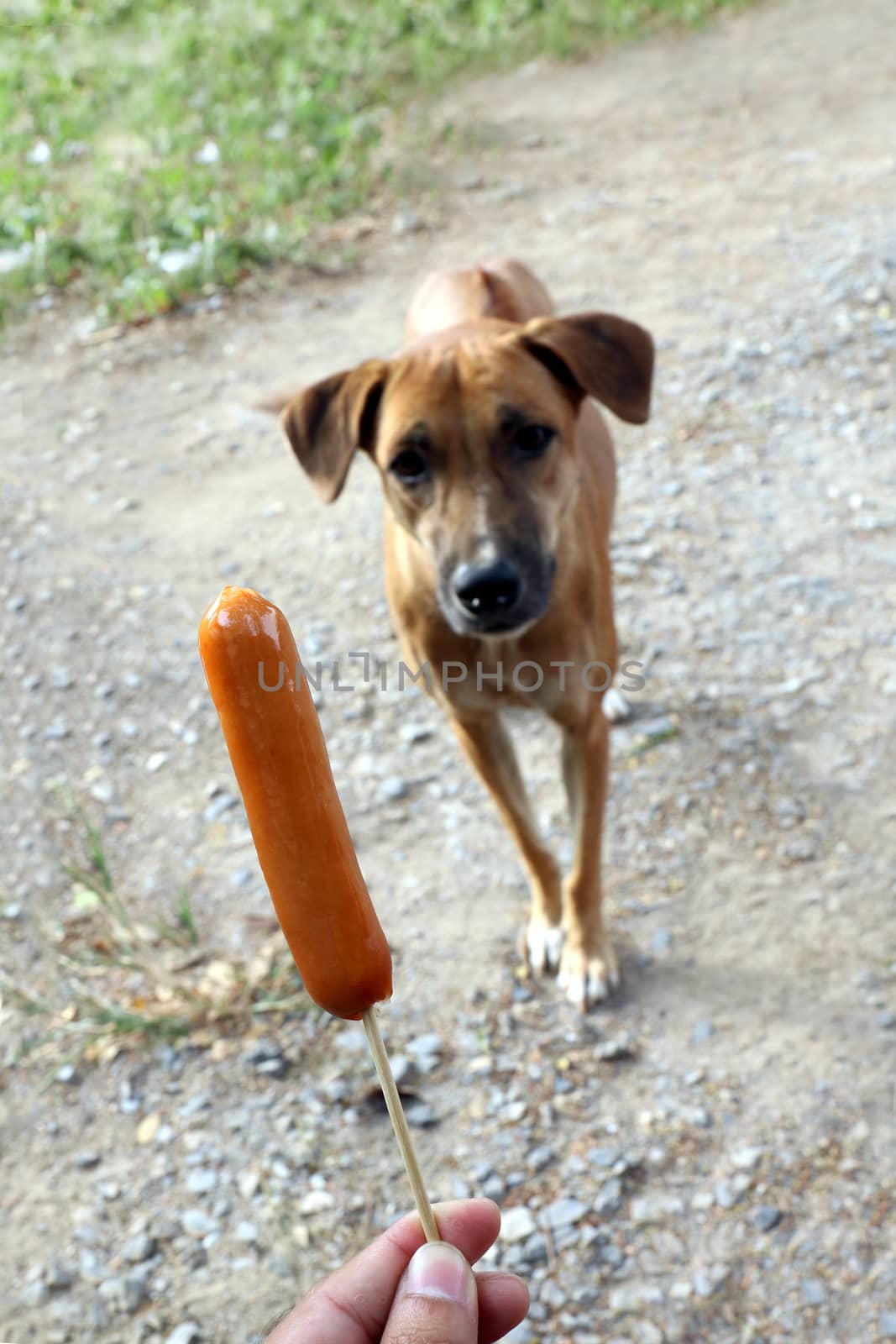 Dog and sausage, Sausage in hand and Dogs brown are hungry, Hungry dog (Selective focus) by cgdeaw